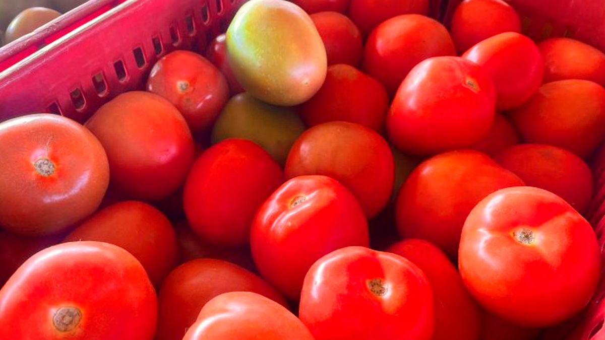 Alface e tomate estão mais baratos enquanto pepino segue em alta na Ceasa-MS