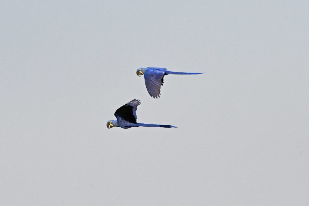 Pantanal-Arara-Azul-Foto-Bruno-Rezende-01-1024x683.jpg