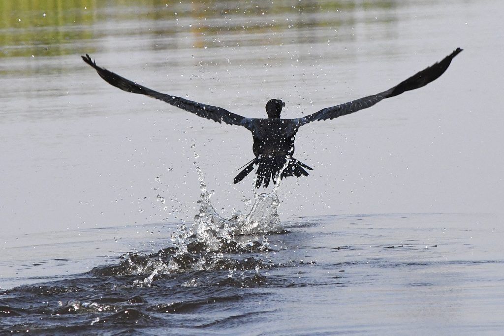 Pantanal-Biguas-Foto-Bruno-Rezende-03-1024x683.jpg